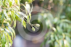 à¹Young green Lychee is very fresh sweet fruits, close up for texture and background. Small lychee fruit Growing on the tree.