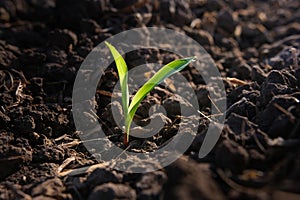 Young green maize corn in the agricultural cornfield