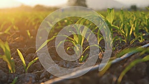 Young green maize corn in the agricultural cornfield in the evening