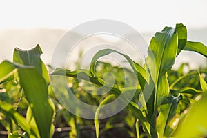 Young green maize corn in the agricultural cornfield in the evening and light shines sunset