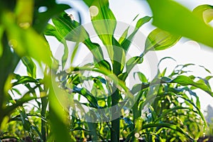 Young green maize corn in an agricultural cornfield in the morning