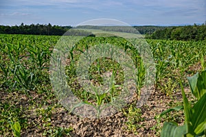 Young green maize field. Growing corn plant on sunny summer day in countryside. Slovakia