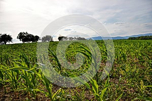 Young green maize field. Growing corn plant on sunny summer day in countryside. Slovakia