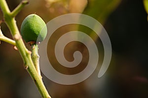 A young green mango full grow on tree and copy space