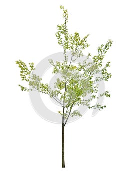 Young green maple tree isolated on white