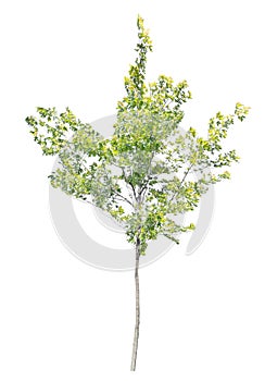 Young green maple tree isolated on white