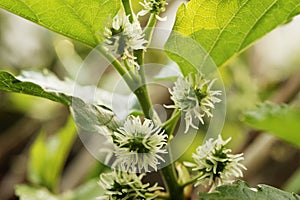 Young green mulberry fruit