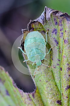 Green nymph bug with black dots on a shell sits on a leaf of grass