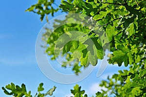 Young green oak foliage closeup. Detail of green oak leaf illuminated by the sun