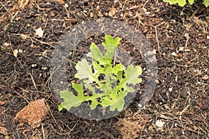 Young green oak lettuce hydroponic vegetable