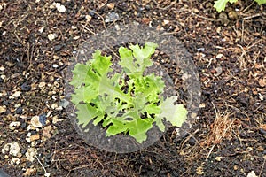 Young green oak lettuce hydroponic vegetable