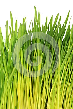 Young green oat shoots - white background