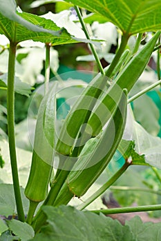 Young green okra on tree