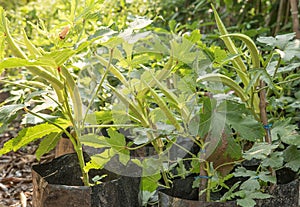 Young green okra on tree in vegetable garden