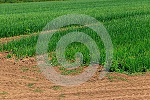 Young green onion plants growing on agricultural field