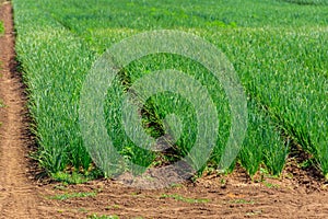 Young green onion plants growing on agricultural field