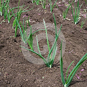 Young green onions in a field at the farm.