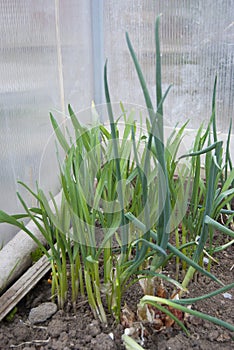 Young green onions and garlic grow in the greenhouse