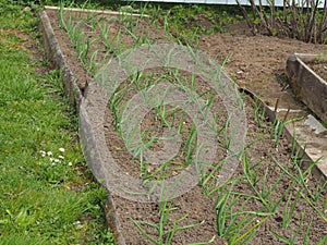 Young green onions grow in the garden in sprin