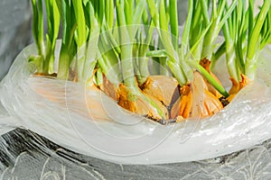 Young green onions are grown for seedlings in a plastic bag. Macro