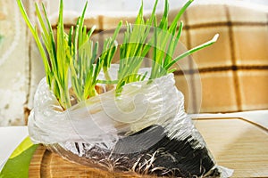 Young green onions are grown for seedlings in a plastic bag. A package of seedlings is on the table. Through the package you can