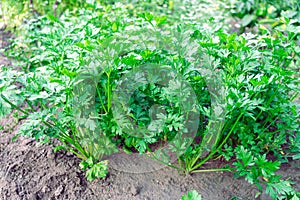 young green parsley grows on a bed on vegetable farm. growing greens concept