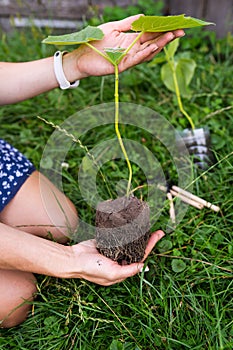 Young green paulownia tree. Cultivation of flowering trees by a gardener on an industrial scale. The process of planting, the root