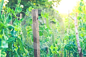 Young green pea plants growing in the sunlight