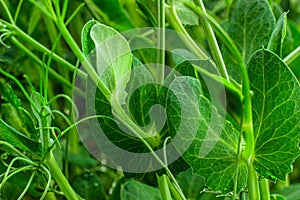 Young green pea shoots macro close up photo