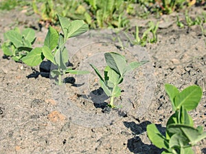 Young green pea sprout germinates from the ground. Growing plants in Spring