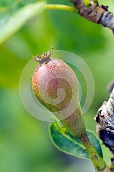 Young, green pear with leafs on the branch