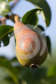 Young, green pear with leafs on the branch