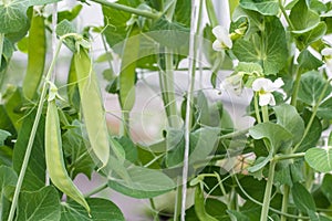 Young green peas in a greenhouse