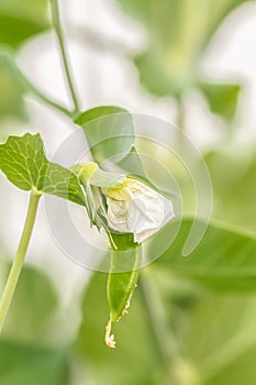 Young green peas in a greenhouse