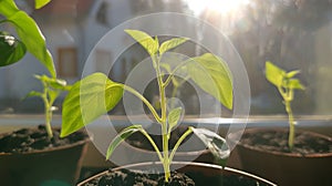 Young green pepper seedling plants growing on a windowsill, flooded with sunlight with window and building blurred