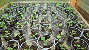 Young green petunia seedlings in special plastic cups.