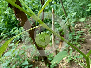 Young green physalis ceplukan, ciplukan hanging on the tree with nature background