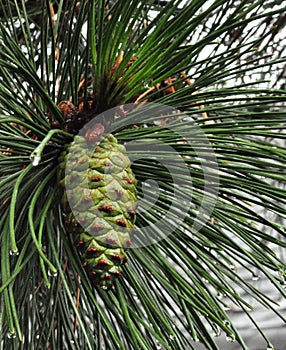 Young green pine cone
