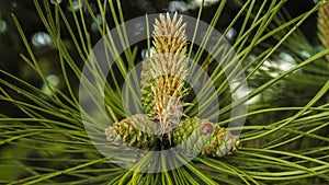 Young green pine cone with green background