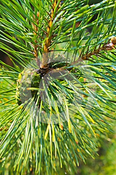 Young green pine cone on branch