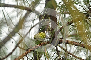 Young green pine cone on the branch.