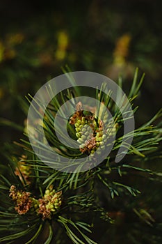 Young green pine cone on a branch
