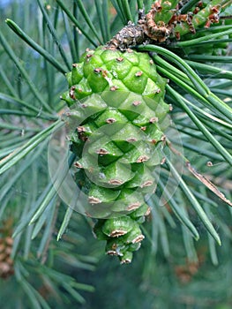 young green pine cone