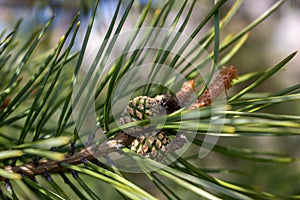 Young green pine cones. Small details close-up. Spring, green needles and seeds.Coniferous trees in spring