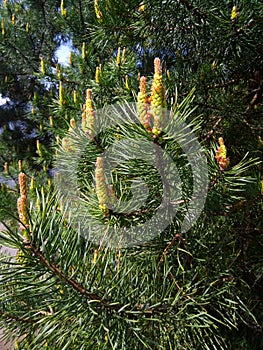 Young green pine cones. Small details close-up. Spring, green needles and seeds.Coniferous trees in spring