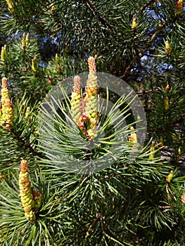 Young green pine cones. Small details close-up. Spring, green needles and seeds.Coniferous trees in spring