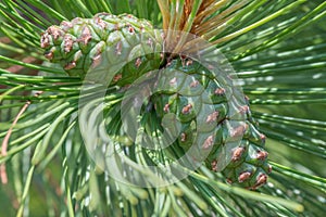Young green pine cones on a pine tree in the summer in the BWCA - Boundary Waters Canoe Area in Northern Minnesota photo