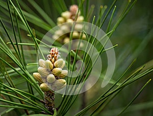 Young green pine male cones of Pitsunda pine Pinus brutia pityusa