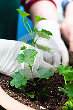 Young green plant