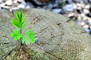 Young green plant growing on dead tree trunk, green plant on old stump. The concept of ecology and saving live for the environment